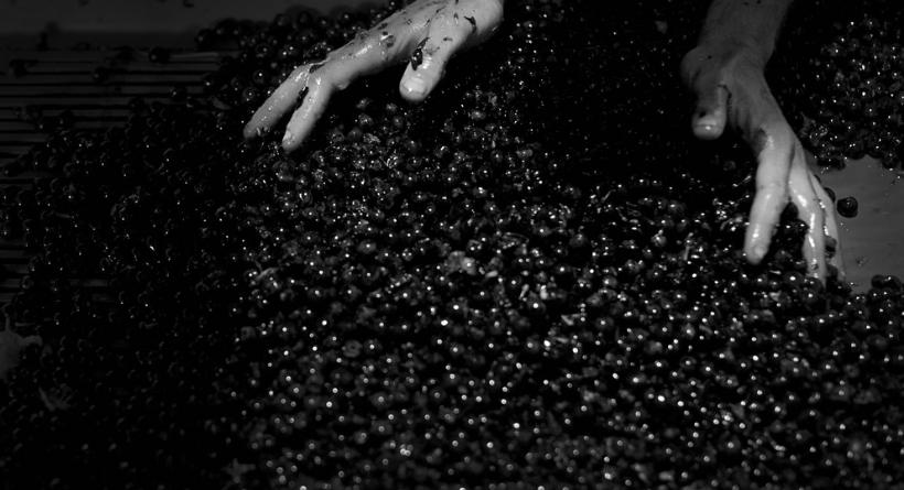 Brown Hill Estate Grape Sorting